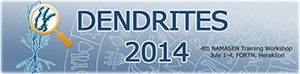 4th NAMASEN Training Workshop on Dendrites